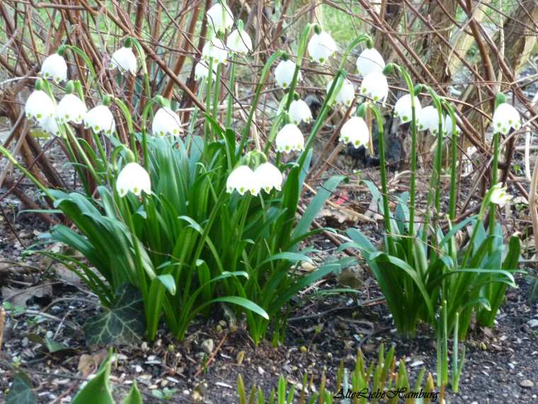 Schneeglöckchen AlteLiebeHamburg
