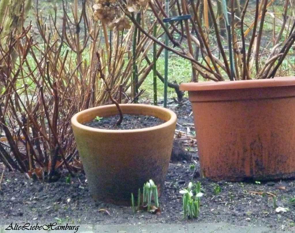 Zarte Frühblüher und liebenswerte Frühlingsboten