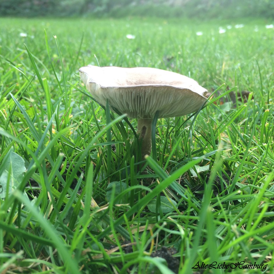 Wolldecke für kühle Tage